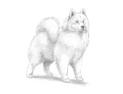 How to Draw a White Samoyed Puppy Dog
