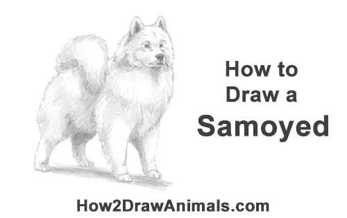 How to Draw a White Samoyed Puppy Dog