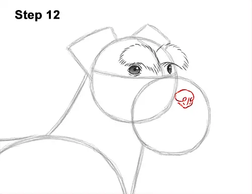 How to Draw a Miniature Schnauzer Puppy Dog 12