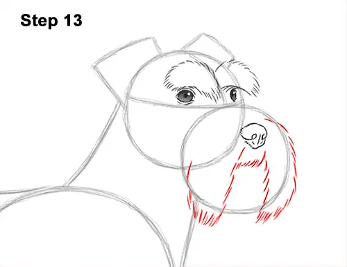 How to Draw a Miniature Schnauzer Puppy Dog 13