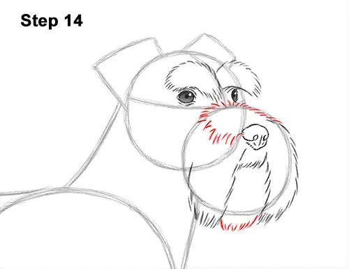 How to Draw a Miniature Schnauzer Puppy Dog 14