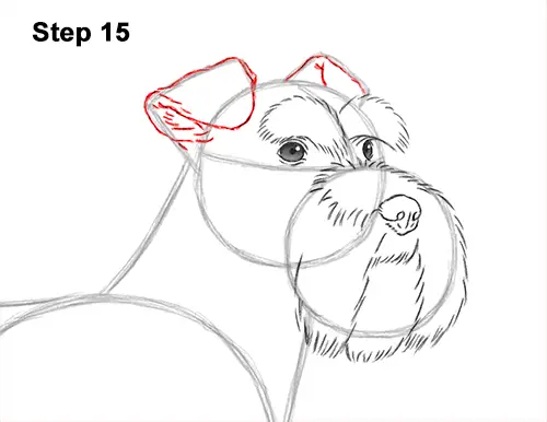 How to Draw a Miniature Schnauzer Puppy Dog 15