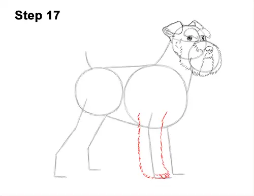 How to Draw a Miniature Schnauzer Puppy Dog 17
