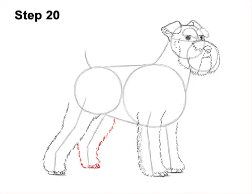 How to Draw a Miniature Schnauzer Puppy Dog 20