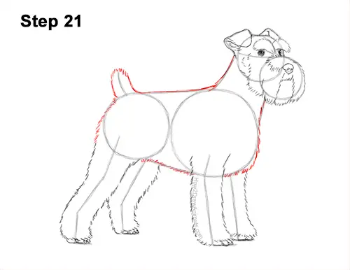 How to Draw a Miniature Schnauzer Puppy Dog 21