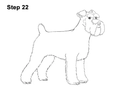 How to Draw a Miniature Schnauzer Puppy Dog 22