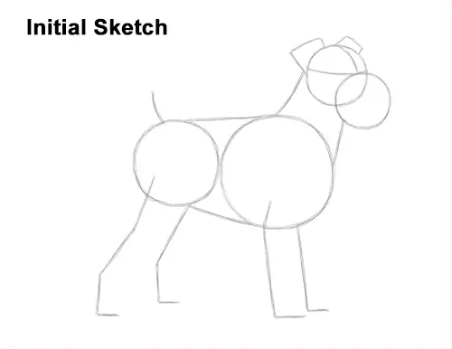 How to Draw a Miniature Schnauzer Puppy Dog Guides Lines