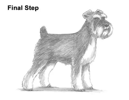 How to Draw a Miniature Schnauzer Puppy Dog