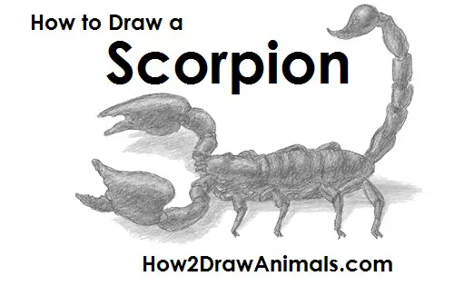 Draw a Scorpion