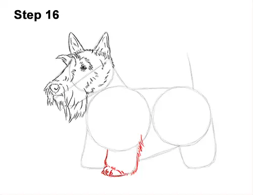 How to Draw a Scottish Terrier Puppy Dog Side 16
