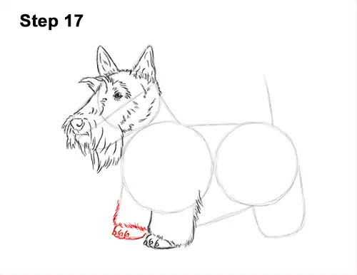 How to Draw a Scottish Terrier Puppy Dog Side 17