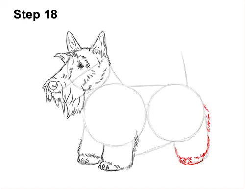 How to Draw a Scottish Terrier Puppy Dog Side 18