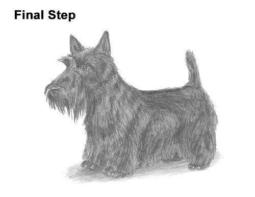 How to Draw a Scottish Terrier Puppy Dog Side