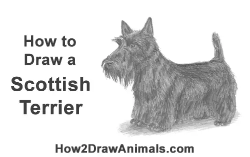 How to Draw a Scottish Terrier Puppy Dog Side