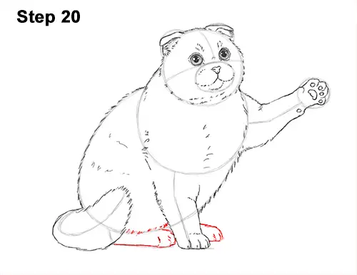 How to Draw a Scottish Fold Cat Playing Pawing Swiping 20