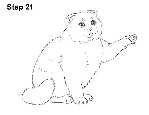 How to Draw a Scottish Fold Cat Playing Pawing Swiping 21