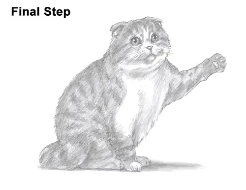 How to Draw a Scottish Fold Cat Playing Pawing Swiping