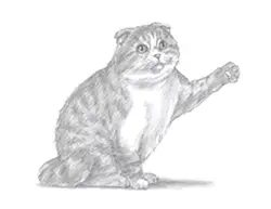 How to Draw a Cat Playing (Scottish Fold)