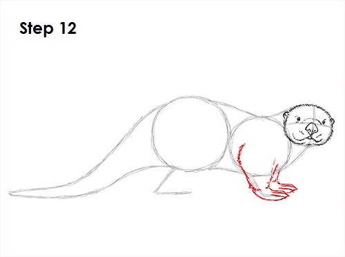Draw Sea Otter 12