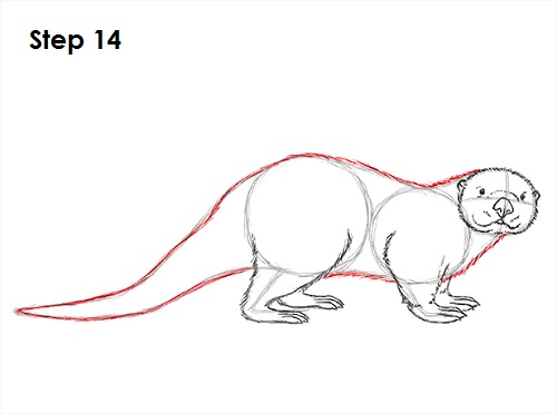 Draw Sea Otter 14