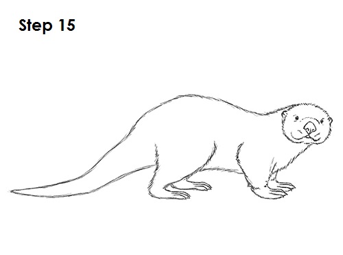 Draw Sea Otter 15