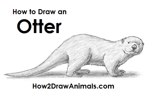 Featured image of post Baby Otter Drawing Easy The large simple shapes and cutesy eye makes it fun for young artists