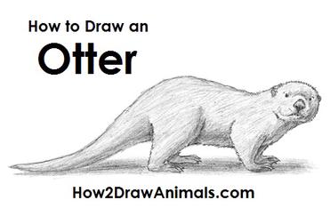 how to draw a sea otter