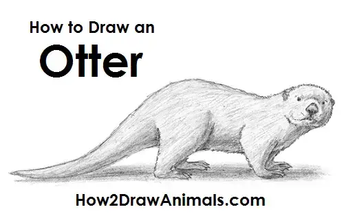 how to draw an otter video step by step pictures how to draw an otter video step by
