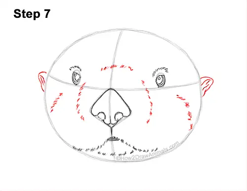 How to Draw a Sea Otter Head Portrait Face 7
