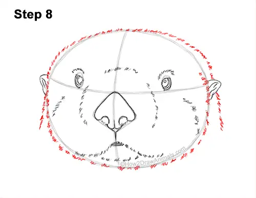 How to Draw a Sea Otter Head Portrait Face 8