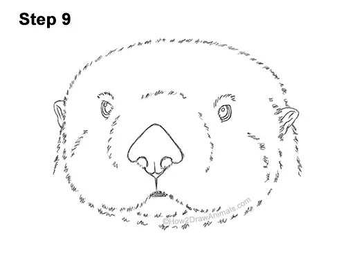 How to Draw a Sea Otter Head Portrait Face 9