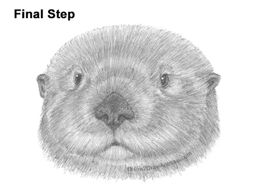 How to Draw a Sea Otter Head Portrait Face