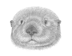 How to Draw a Sea Otter Head Detail Portrait Face