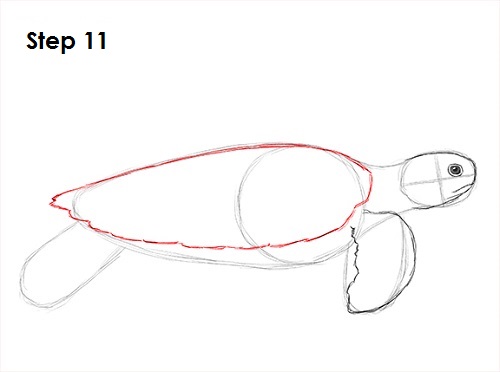 Draw Sea Turtle 11