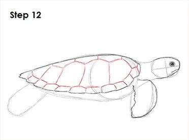 sea turtle drawing top view