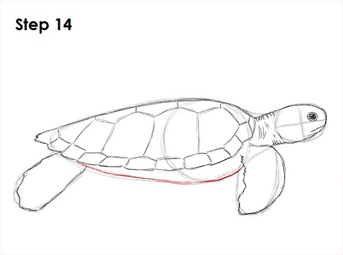 Draw Sea Turtle 14