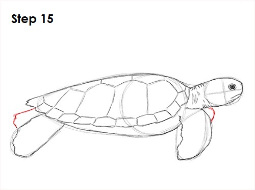 Draw Sea Turtle 15