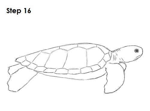 How to Draw a Green Sea Turtle 