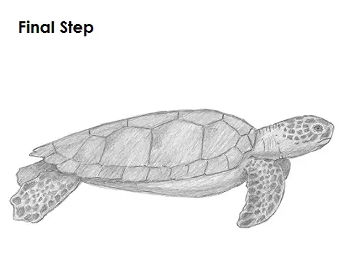 Christine Garner - Sea Turtle Digital Pencil Drawings