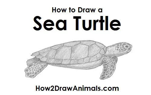 How to Draw a Cartoon Turtle