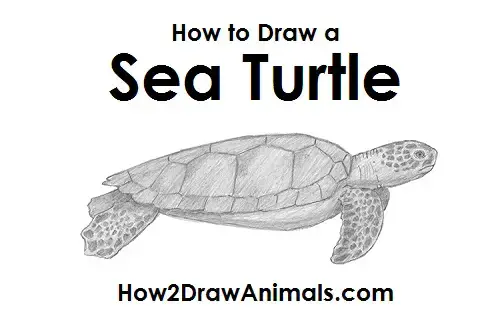 how to draw a realistic sea turtle