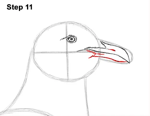How to Draw a Seagull Gull Bird Standing 11