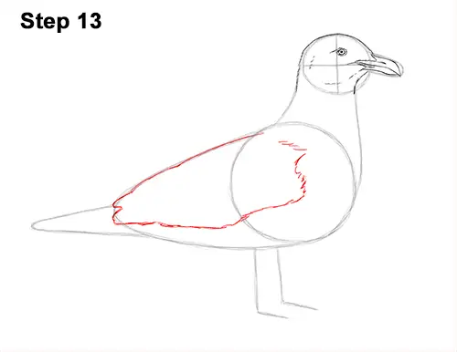How to Draw a Seagull Gull Bird Standing 13