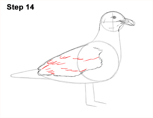 How to Draw a Seagull Gull Bird Standing 14