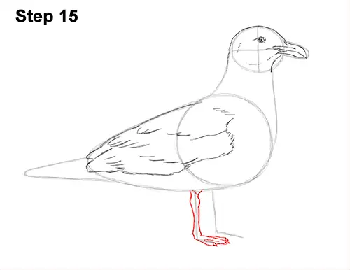 How to Draw a Seagull