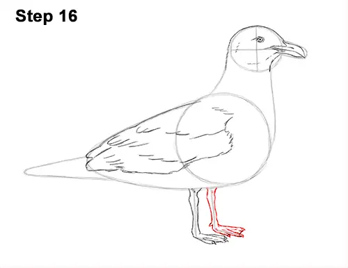 How to Draw a Seagull