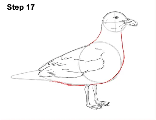 How to Draw a Seagull