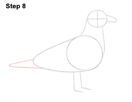 How to Draw a Seagull Gull Bird Standing 8