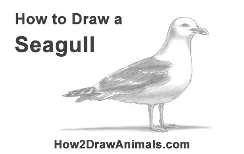 How to Draw a Seagull Gull Bird Standing