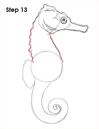 Draw a Seahorse 13